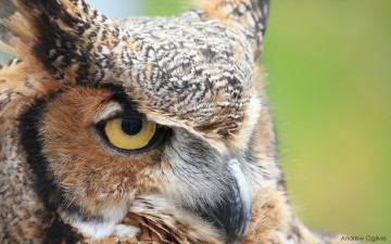 Картинка животные совы