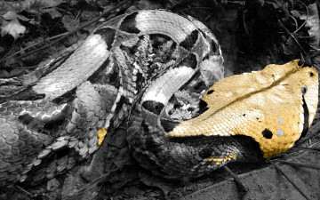 Картинка животные змеи питоны кобры