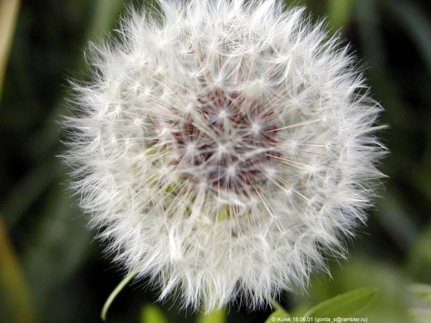 Обои картинки фото цветы, одуванчики