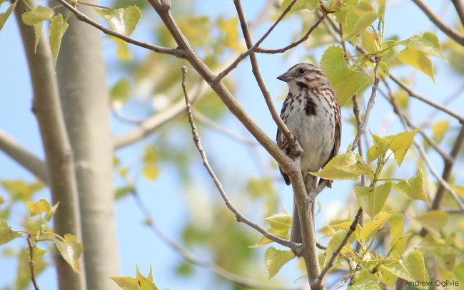 Обои картинки фото животные, птицы