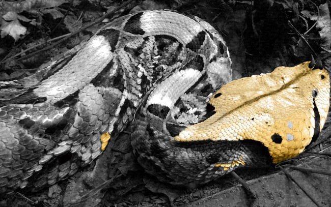 Обои картинки фото животные, змеи, питоны, кобры