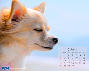 Картинка бренды inaba