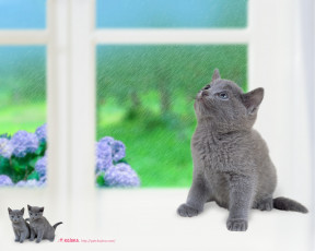 Картинка животные коты