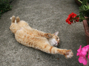 Картинка животные коты