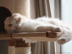 Картинка животные коты