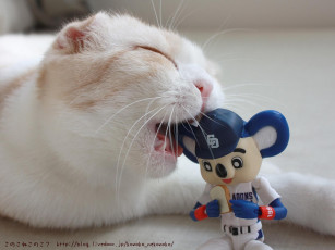 Картинка животные коты