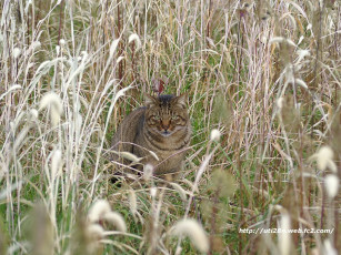 Картинка животные коты