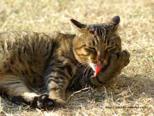 Картинка животные коты