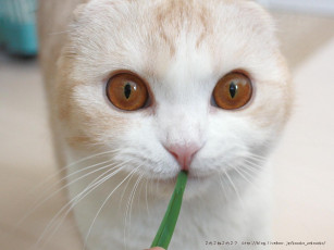 Картинка животные коты