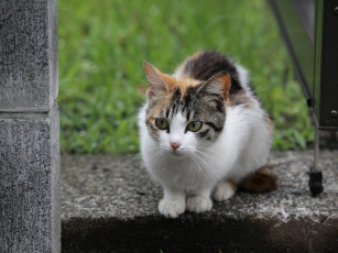 Картинка животные коты