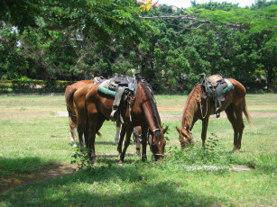 Картинка животные лошади