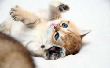 Картинка животные коты