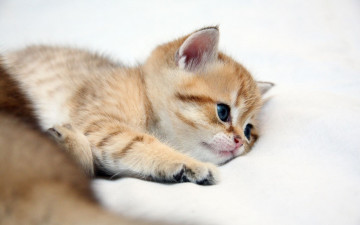 Картинка животные коты