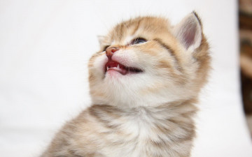 Картинка животные коты