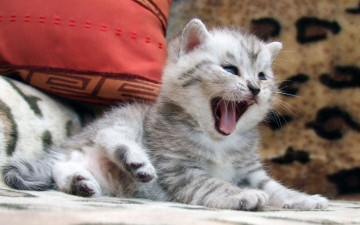 Картинка животные коты