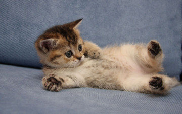 Картинка животные коты