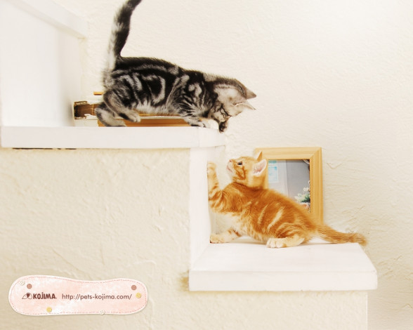 Обои картинки фото животные, коты