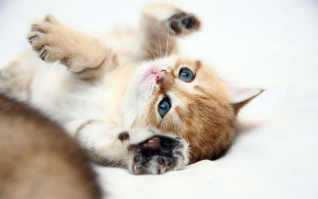 Обои картинки фото животные, коты