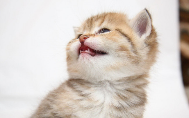 Обои картинки фото животные, коты