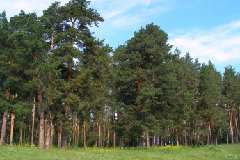 Картинка каменищ природа лес