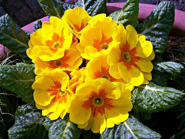 Обои картинки фото примула, цветы, примулы, желтый, яркий