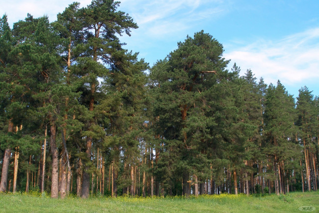 Обои картинки фото каменищ, природа, лес