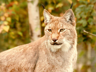 Картинка животные рыси хищник