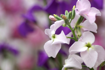 обоя цветы, левкой, матиола, бледно-розовый