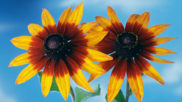 Картинка цветы рудбекия макро