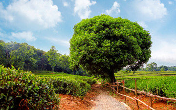 Картинка природа деревья кустарник дремучее дерево забор