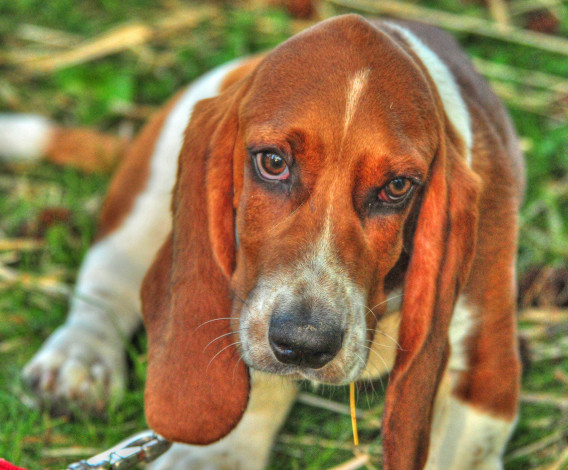 Обои картинки фото животные, собаки, бассет-хаунд