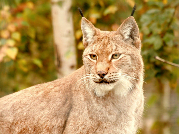 Обои картинки фото животные, рыси, хищник