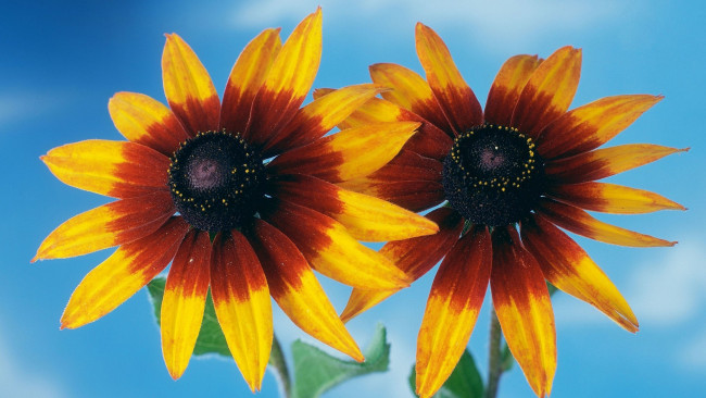 Обои картинки фото цветы, рудбекия, макро