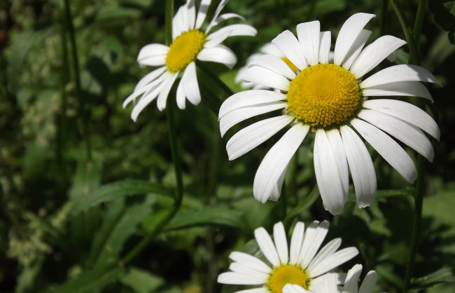 Обои картинки фото цветы, ромашки, макро