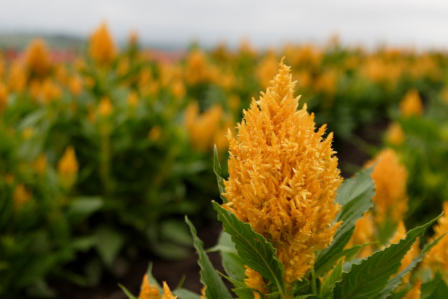 Обои картинки фото цветы, амаранты, метелка, желтый