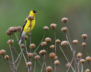 Картинка животные птицы трава птица