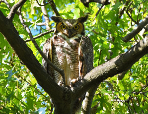 Картинка животные совы птица сова ушки дерево солнечно листья