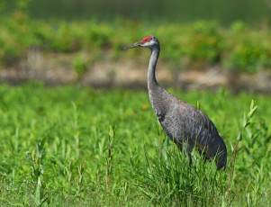 Картинка животные цапли +выпи цапля трава