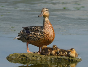 Картинка животные утки островок утка мама малыши утята