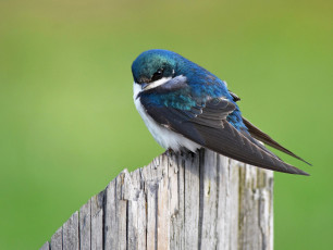 Картинка животные ласточки птица фон пень ласточка