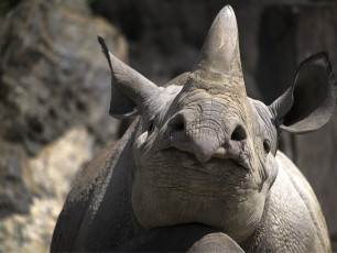 Картинка животные носороги носорог