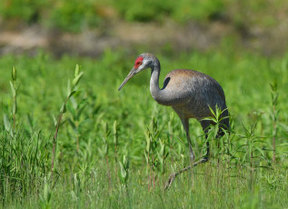 Картинка животные цапли +выпи трава цапля
