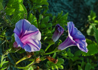 Картинка цветы вьюнки +ипомеи макро вьюнок