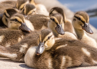 Картинка животные утки утята