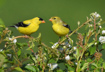 Картинка животные птицы жёлтые ветки листья
