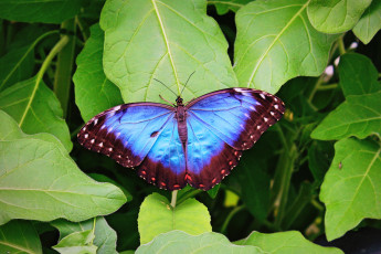 Картинка животные бабочки +мотыльки +моли бабочка