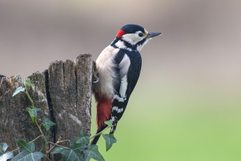 Картинка животные дятлы дятел дерево птица