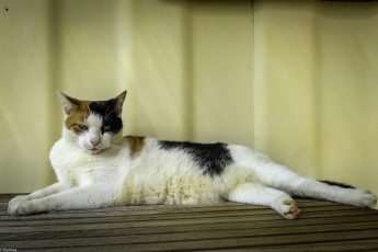 Картинка животные коты фон киса коте кот кошка