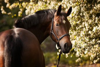 Картинка животные лошади конь морда грива хвост позирует гнедой красавец грация