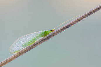 Картинка животные насекомые макро утро роса фон насекомое